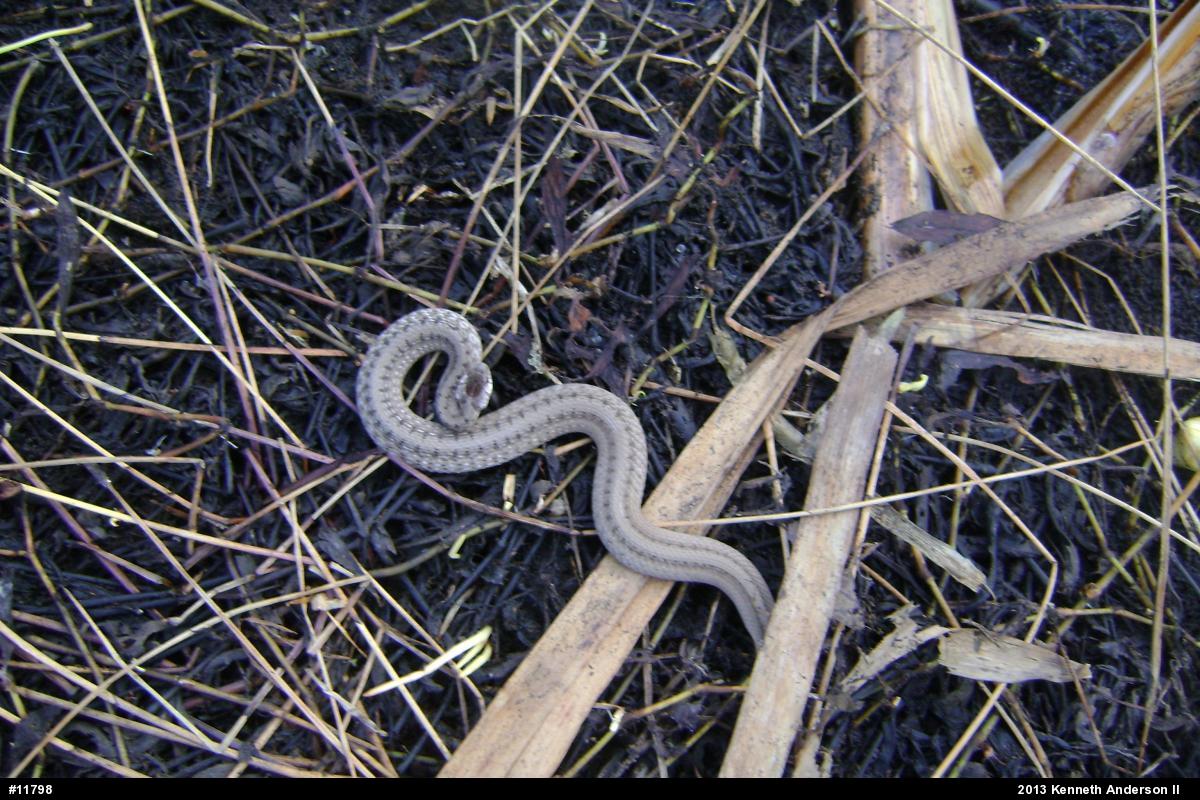 Dekay's Brownsnake