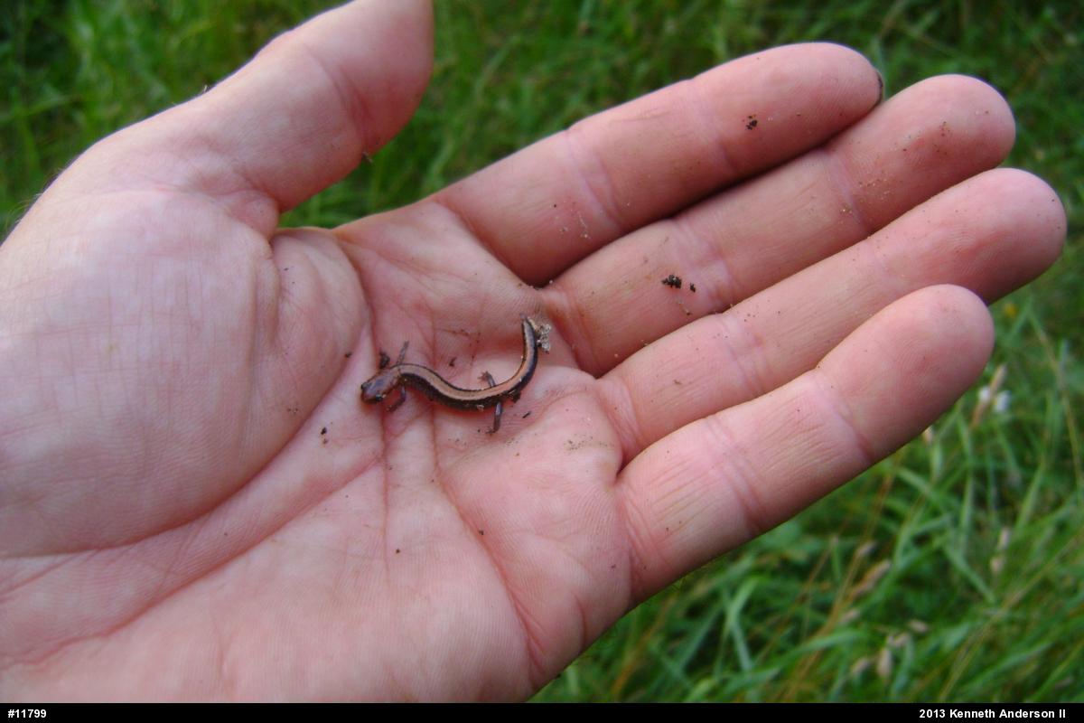 Eastern Red-backed  Salamander