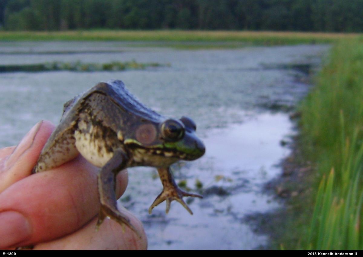 Green Frog