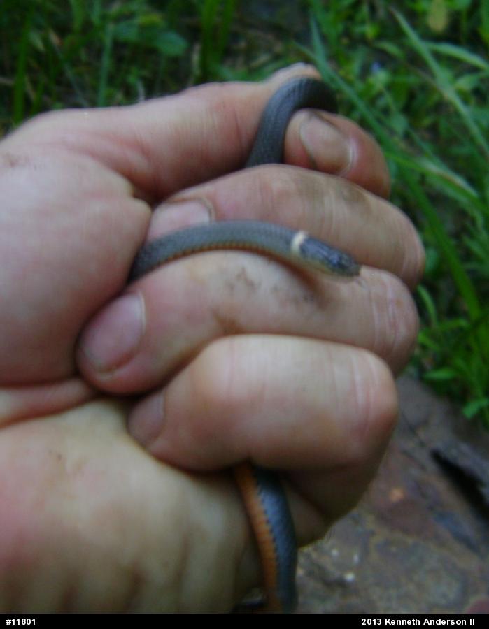 Northern Ring-necked Snake