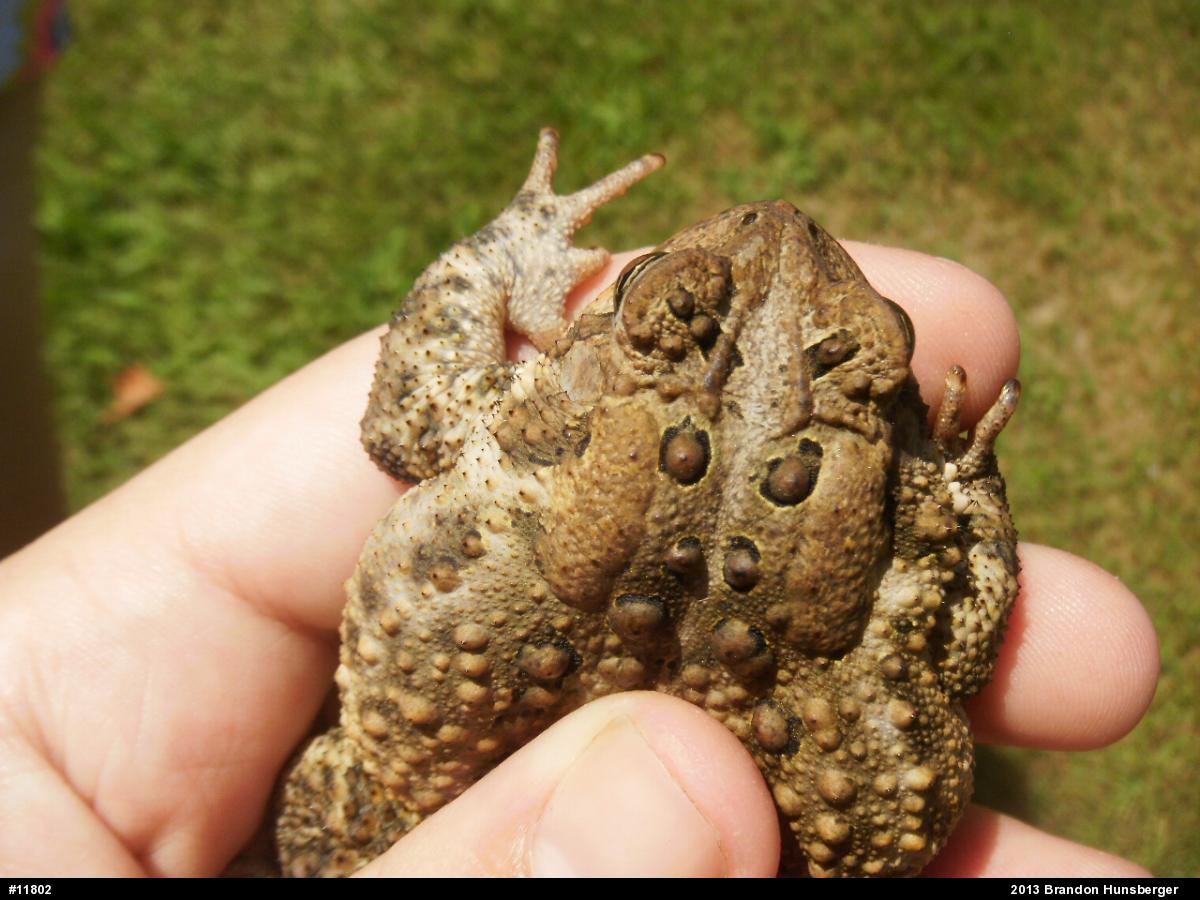 Eastern American Toad