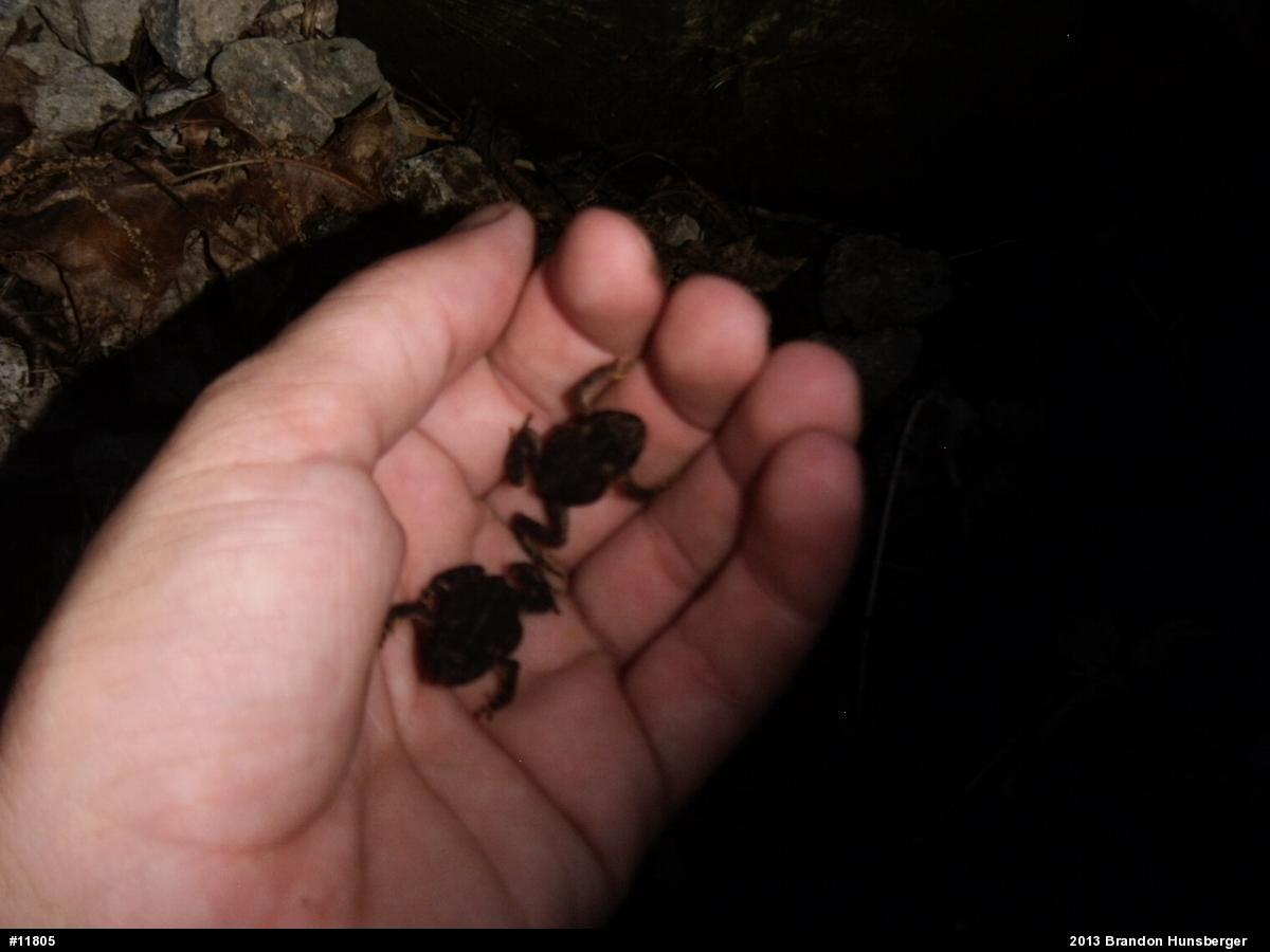 True Toads