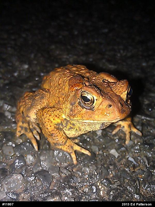 Eastern American Toad