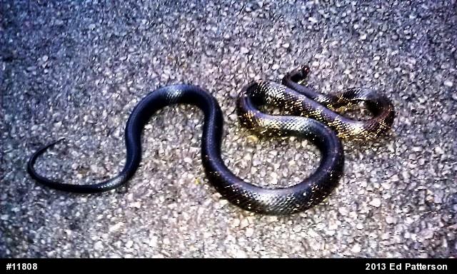Eastern Ratsnake
