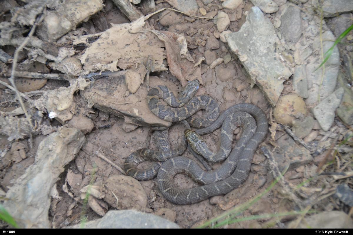 Northern Watersnake