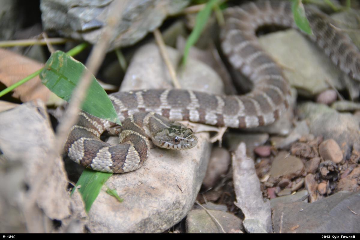 Northern Watersnake