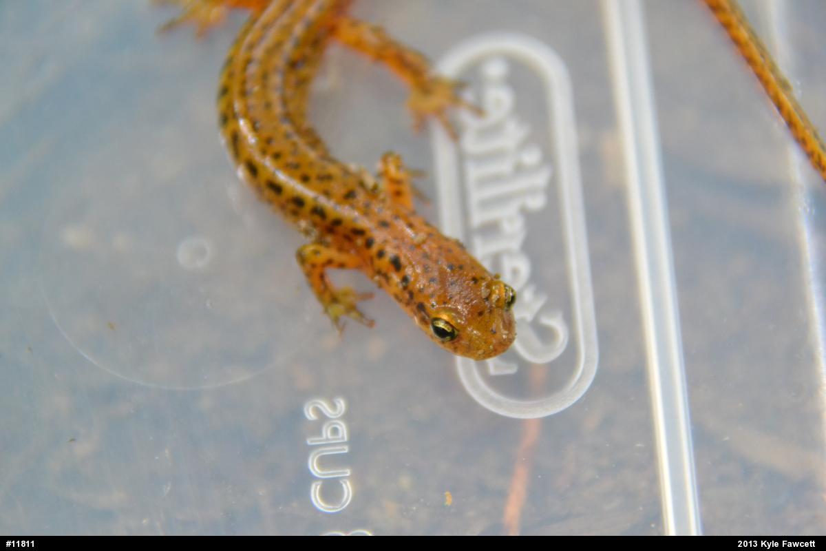 Eastern Long-tailed Salamander