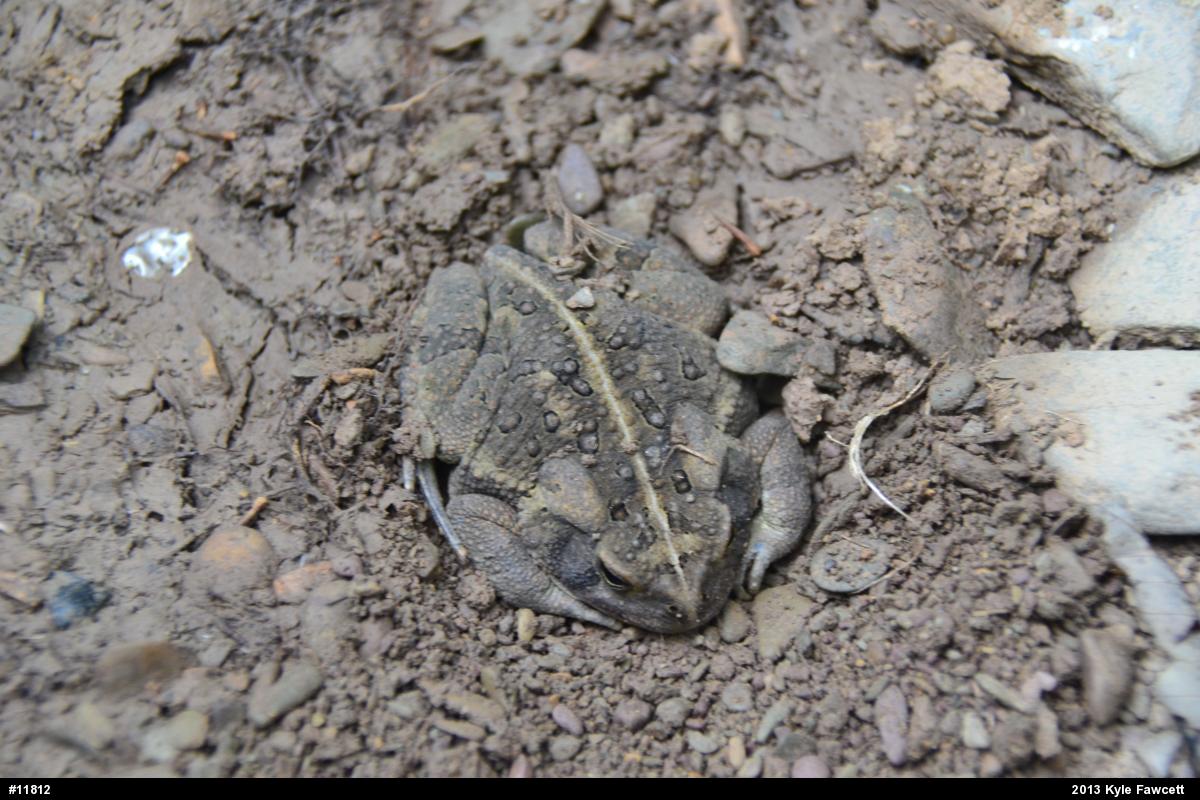 Fowler's Toad