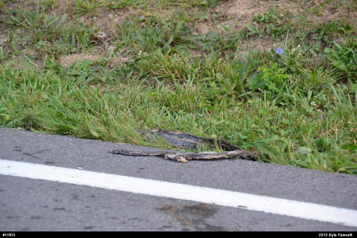Eastern Ratsnake