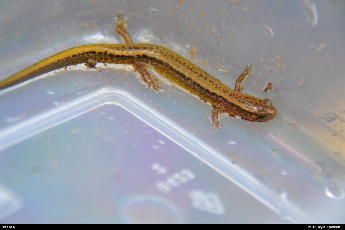 Northern Two-lined Salamander