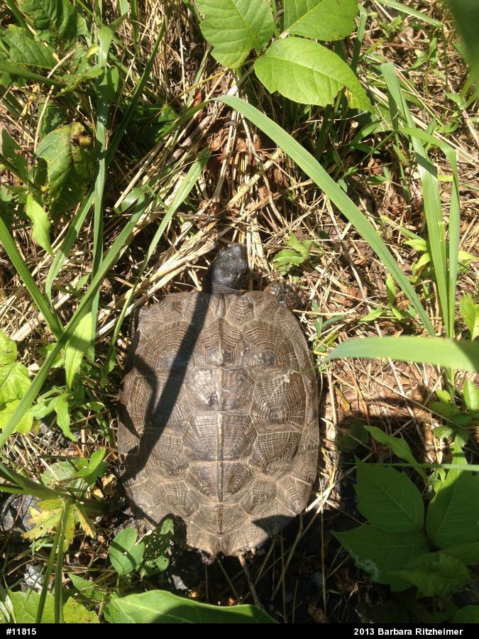 Wood Turtle