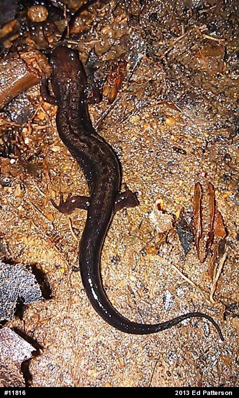 Allegheny Mountain Dusky Salamander