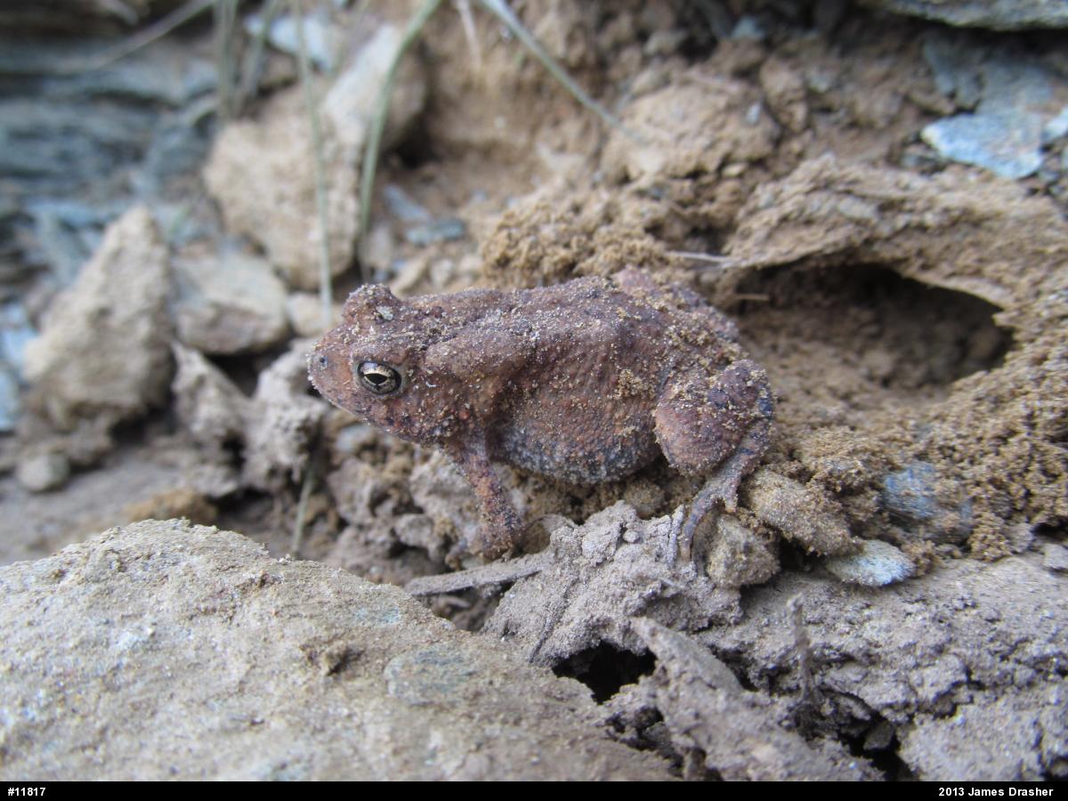 Eastern American Toad