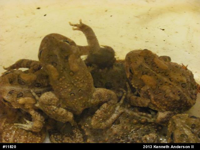 Eastern American Toad