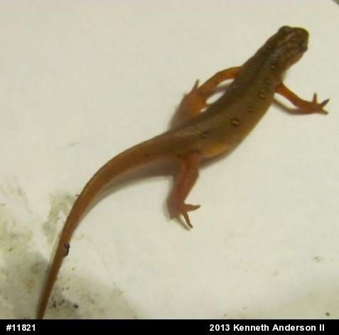 Red-spotted Newt
