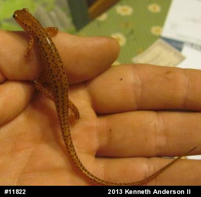 Eastern Long-tailed Salamander