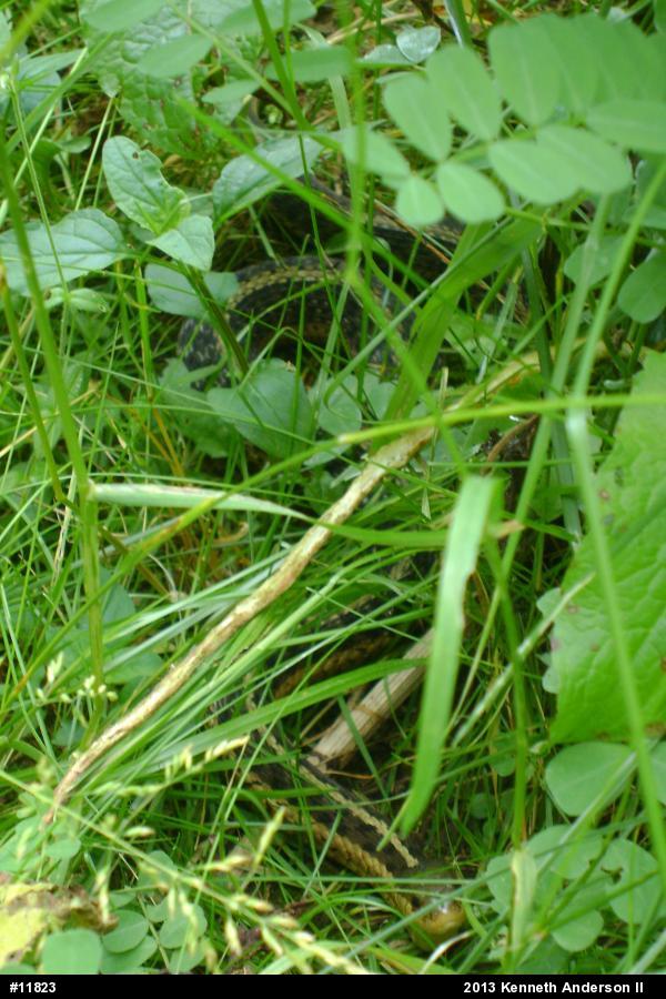 Eastern Gartersnake