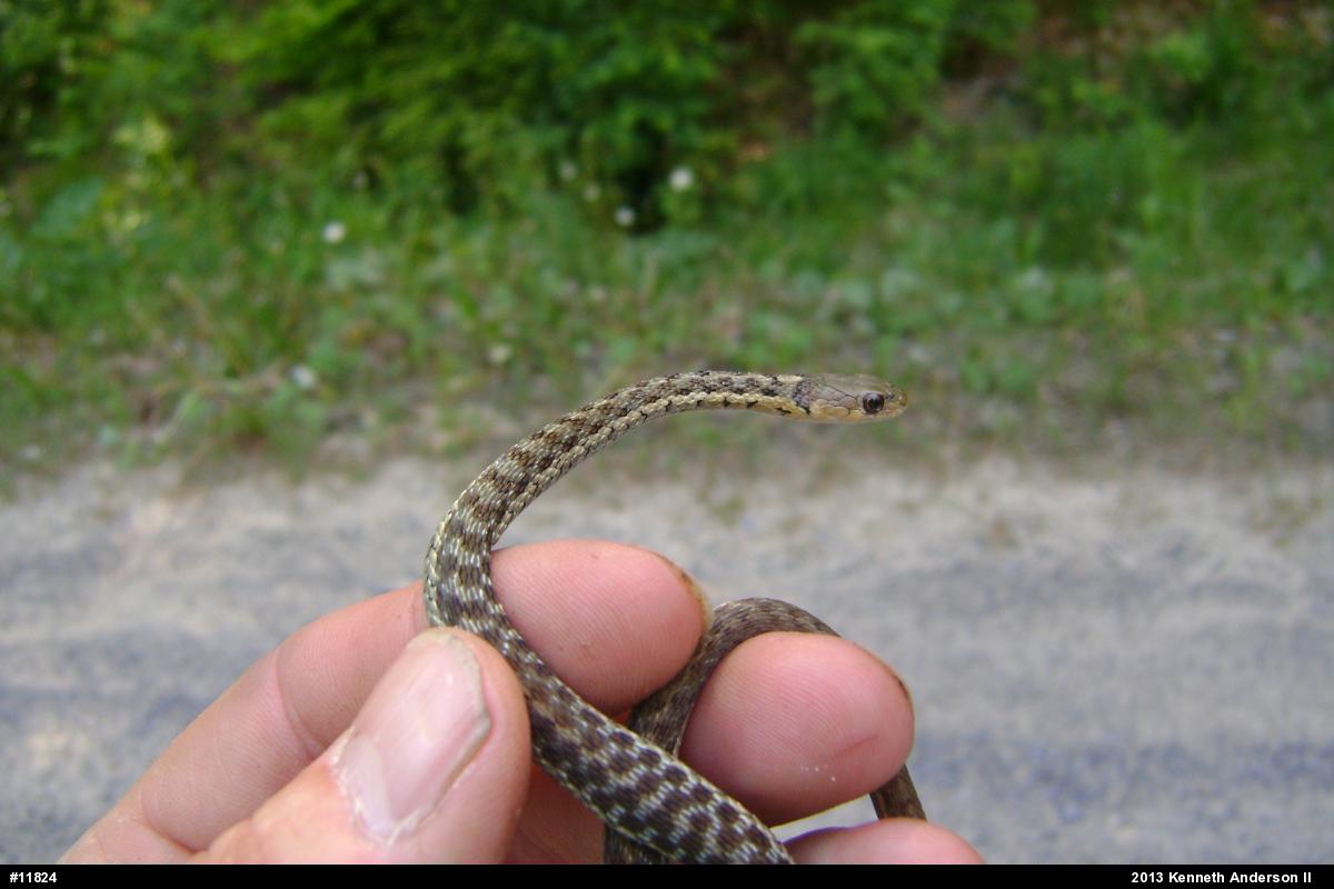 Eastern Gartersnake