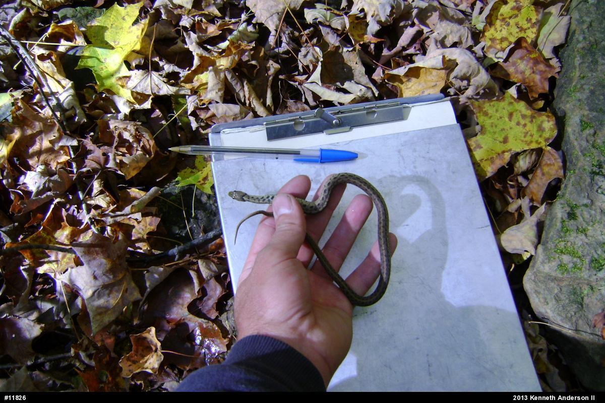 Eastern Gartersnake