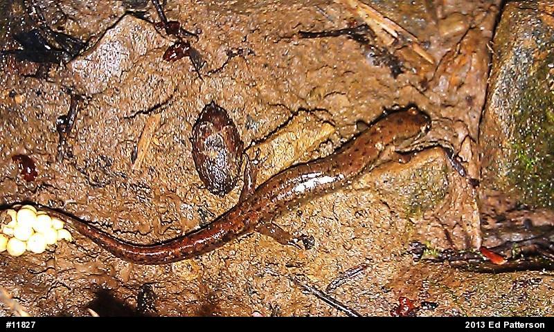 Northern Dusky Salamander