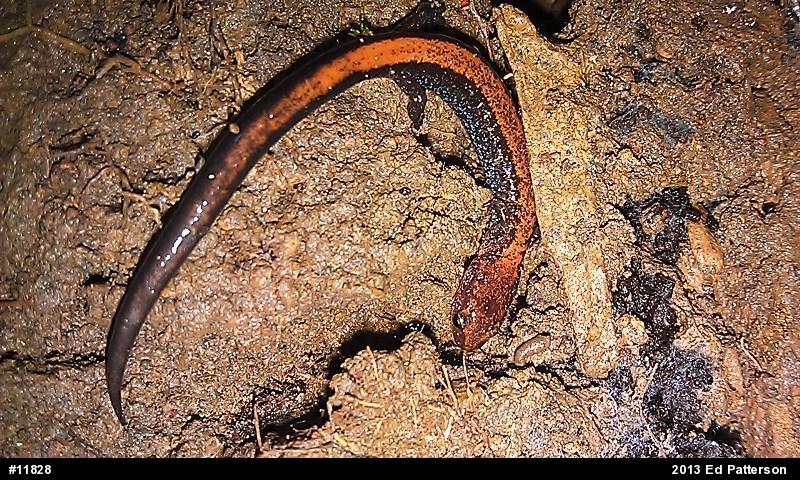 Eastern Red-backed  Salamander