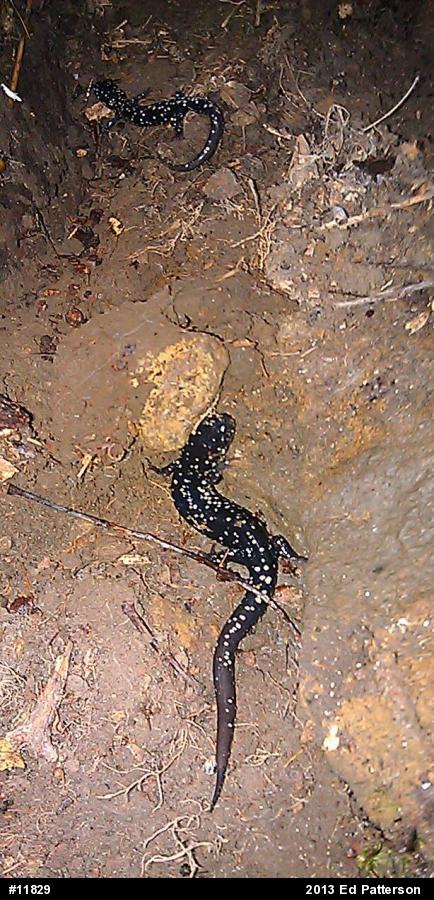 Northern Slimy Salamander