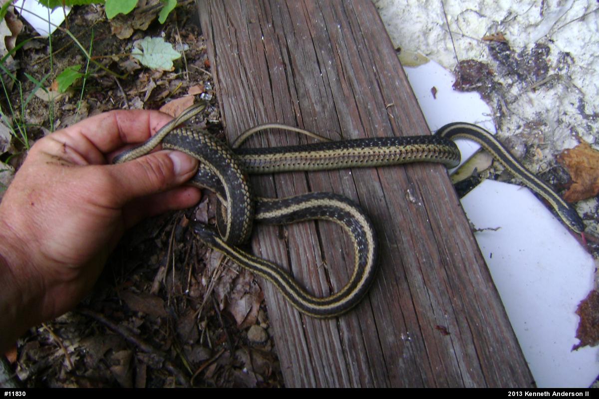 Eastern Gartersnake