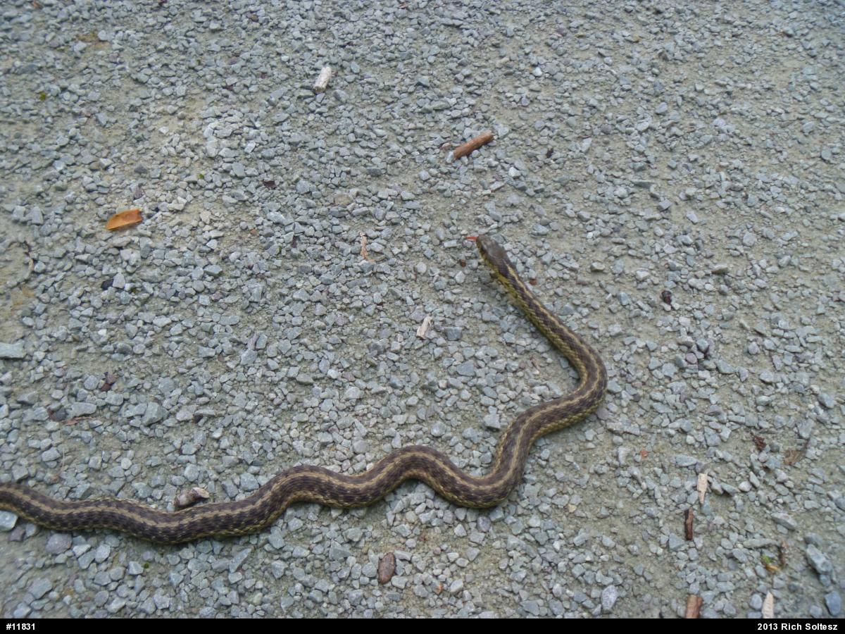 Eastern Gartersnake