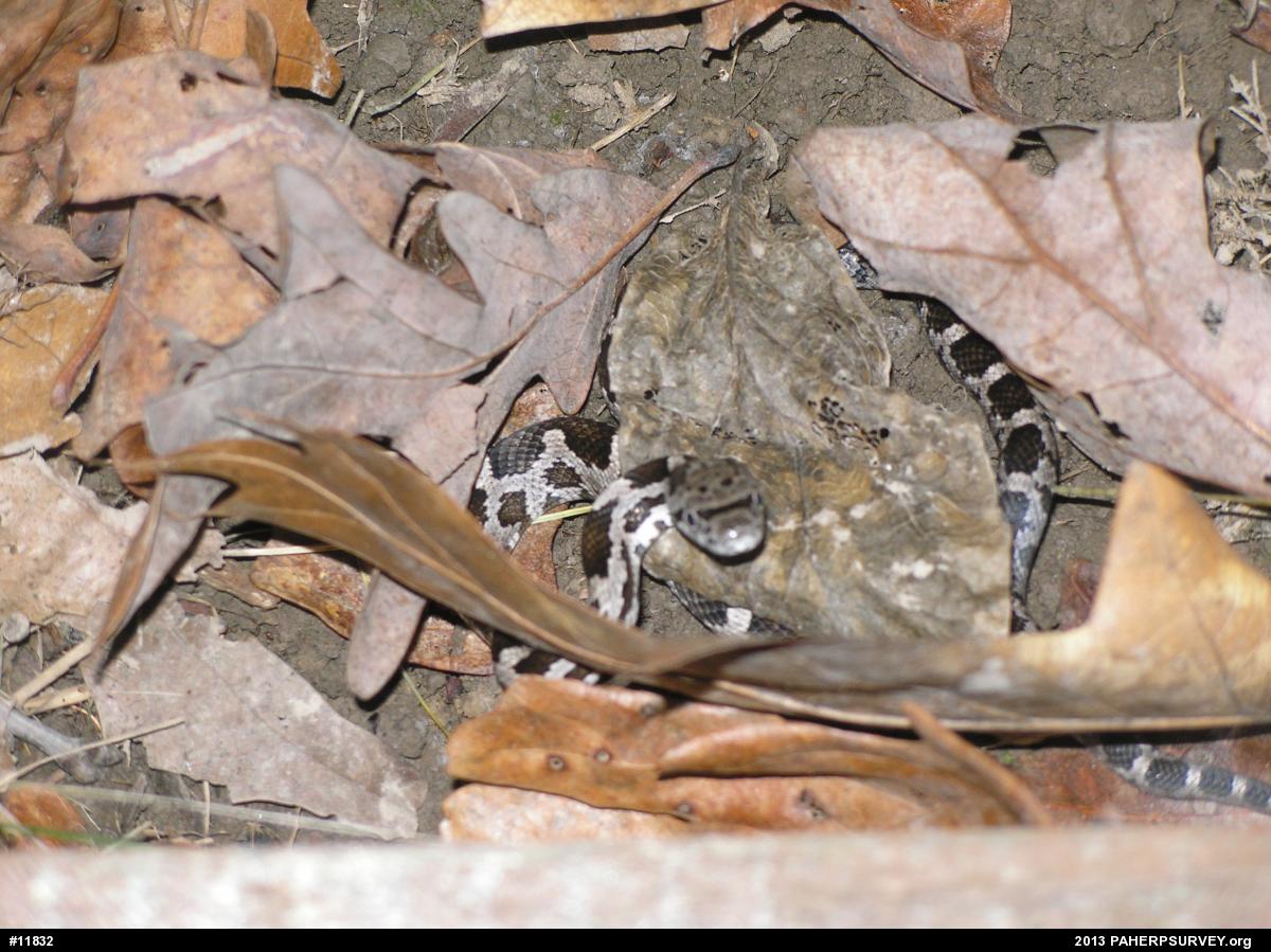 Eastern Ratsnake