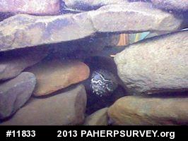 Eastern Musk Turtle