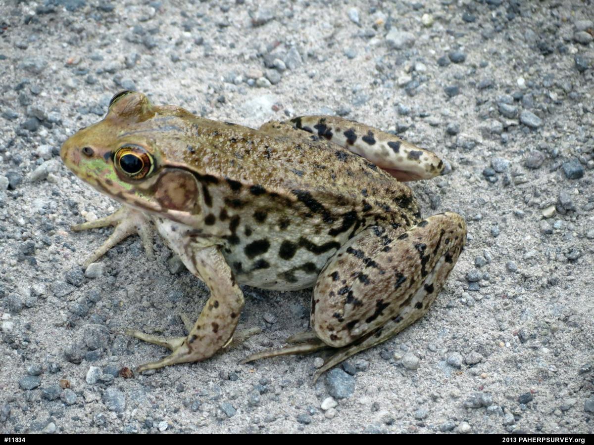Green Frog