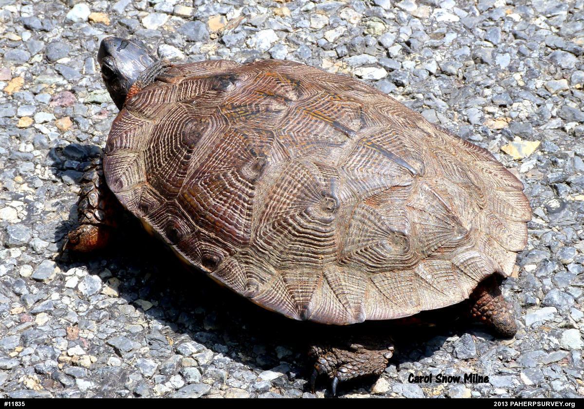 Wood Turtle
