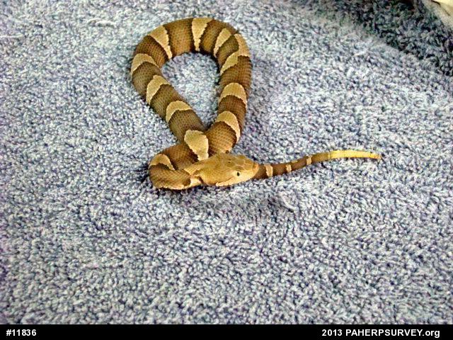 Northern Copperhead
