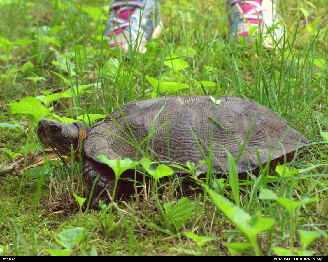 Wood Turtle
