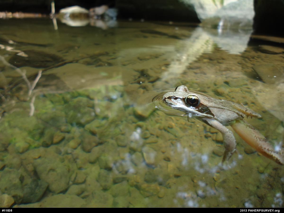 Wood Frog
