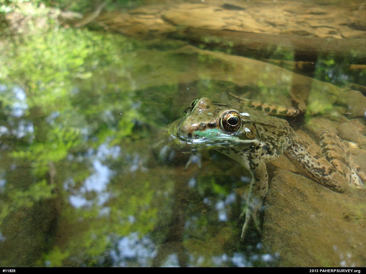 Green Frog