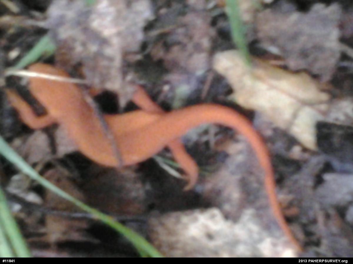 Red-spotted Newt