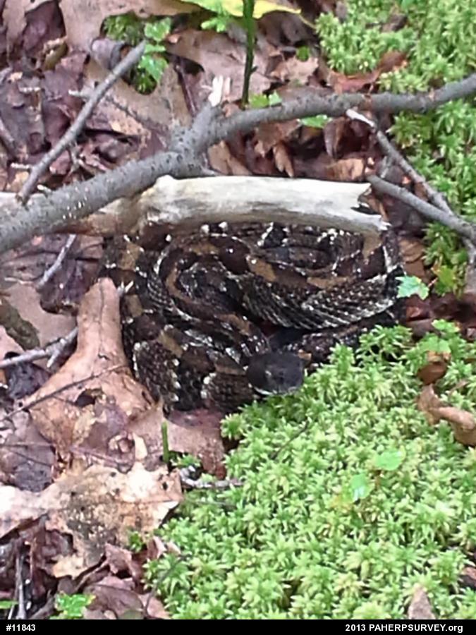 Timber Rattlesnake