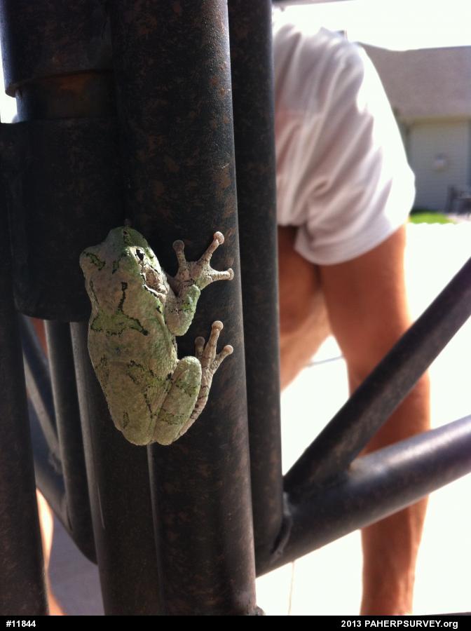 Gray Treefrog