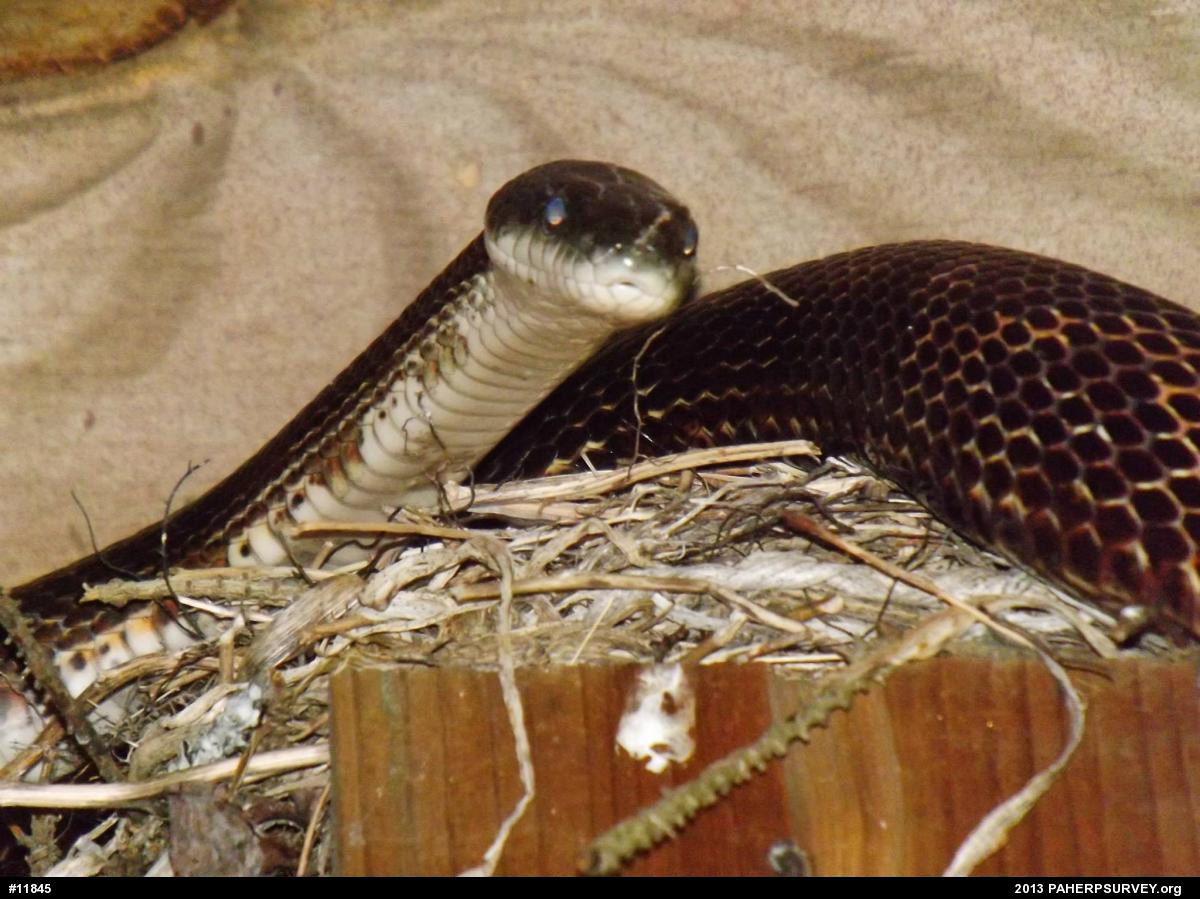 Eastern Ratsnake