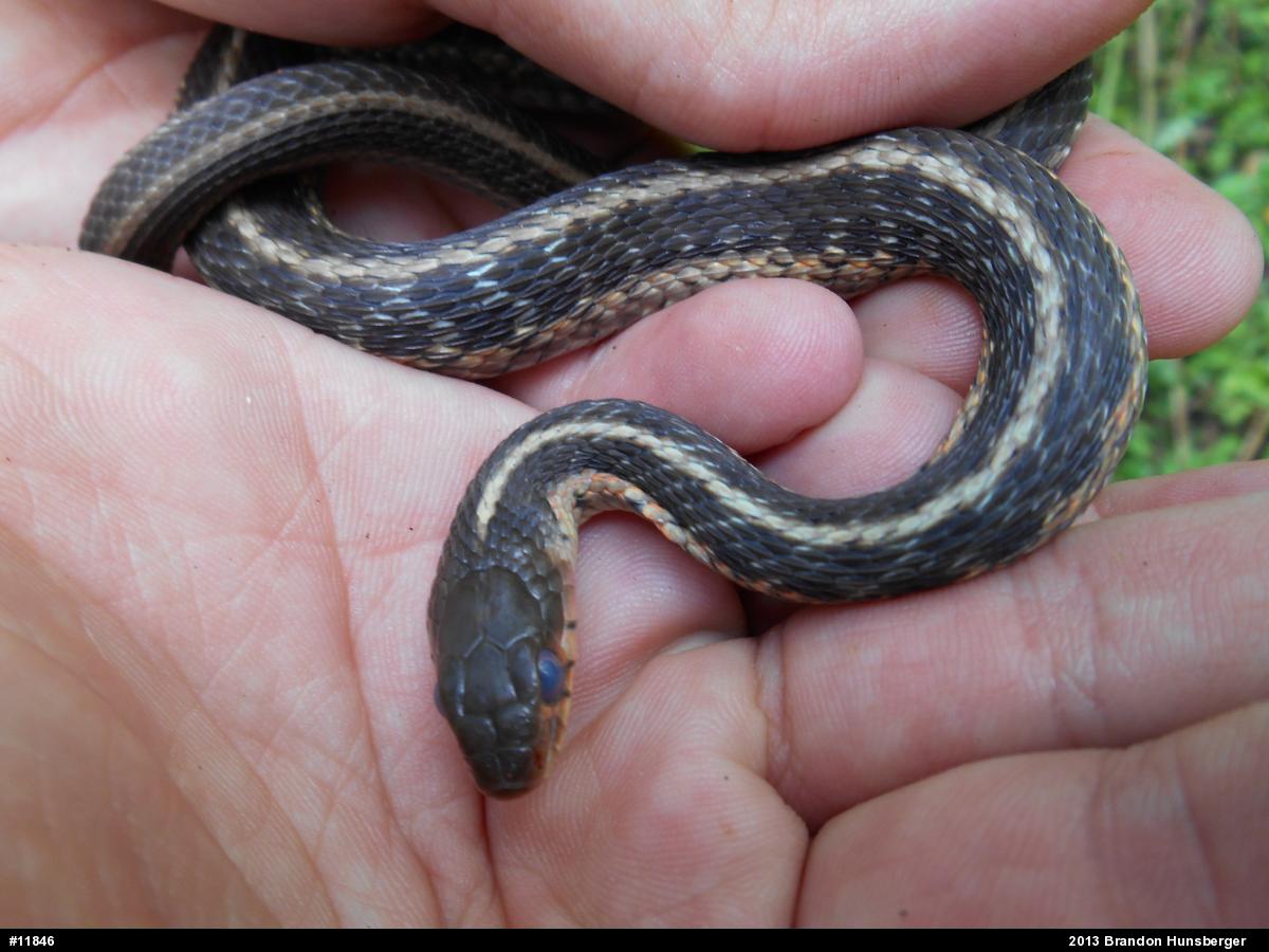 Eastern Gartersnake