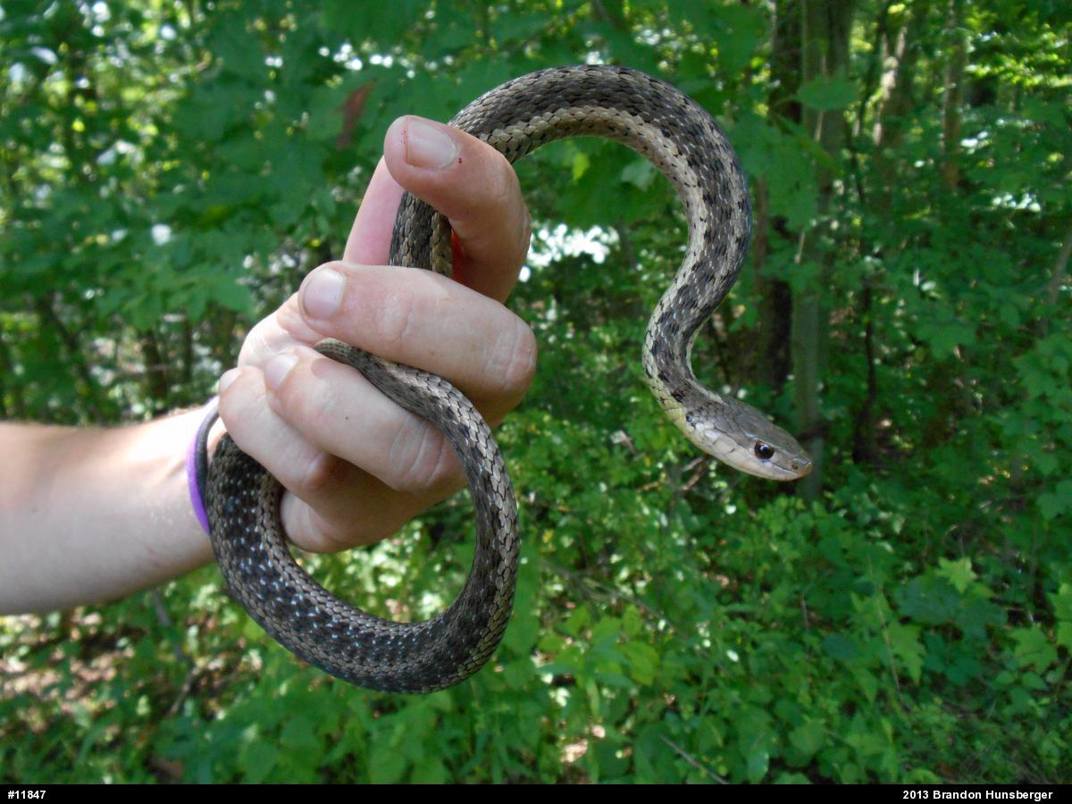 Eastern Gartersnake