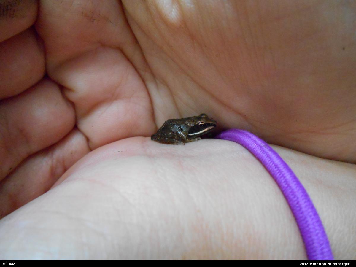Wood Frog