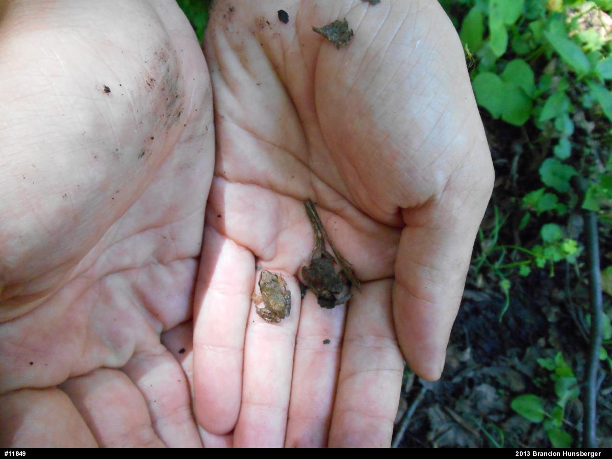 True Toads