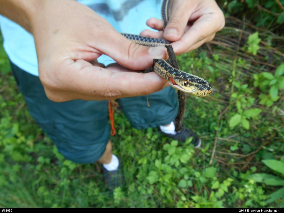 Eastern Gartersnake