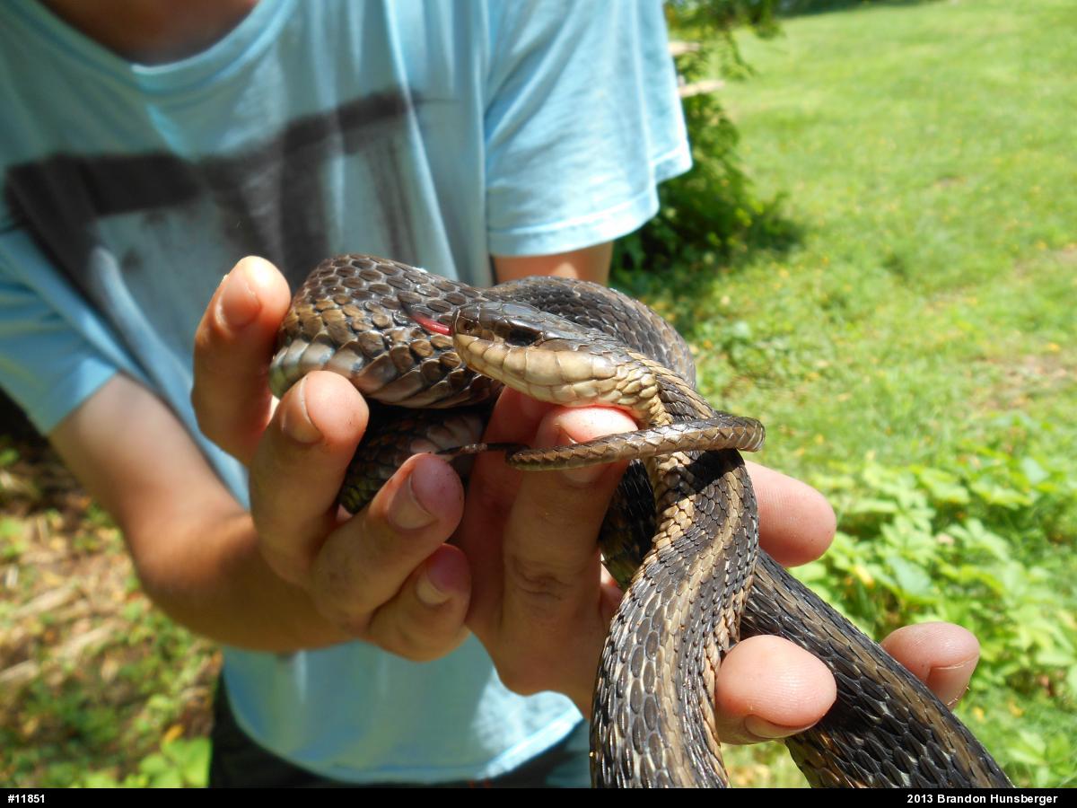 Eastern Gartersnake