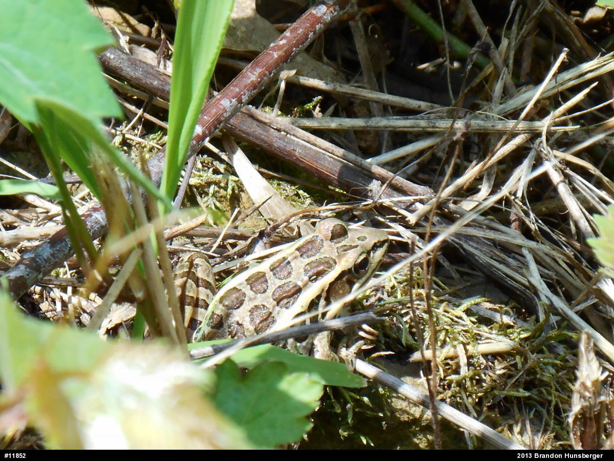 Pickerel Frog