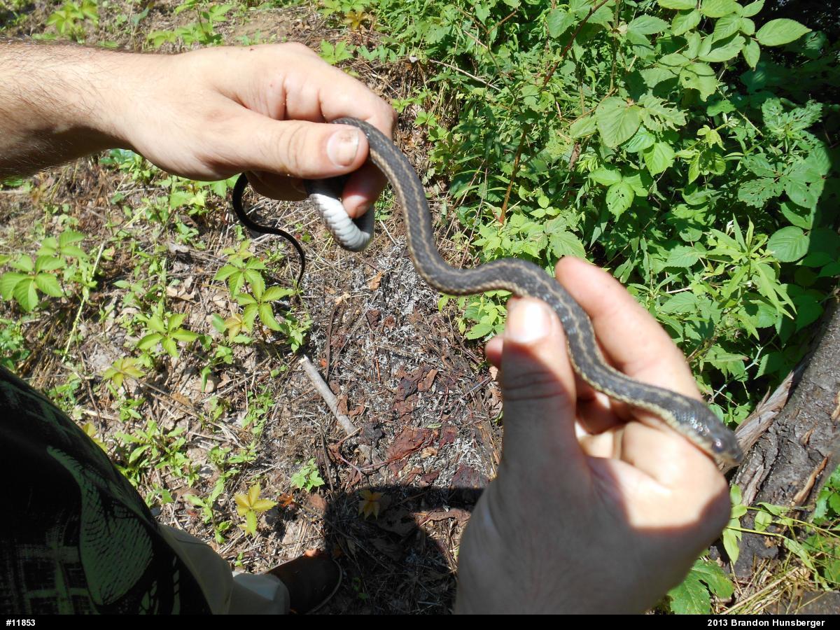 Eastern Gartersnake