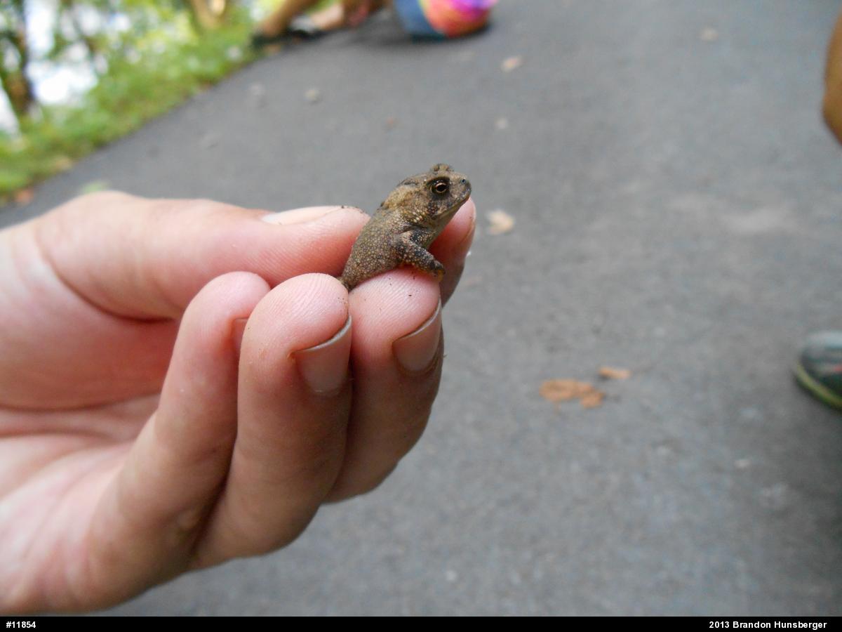 True Toads