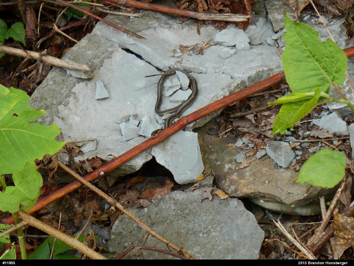 Eastern Gartersnake